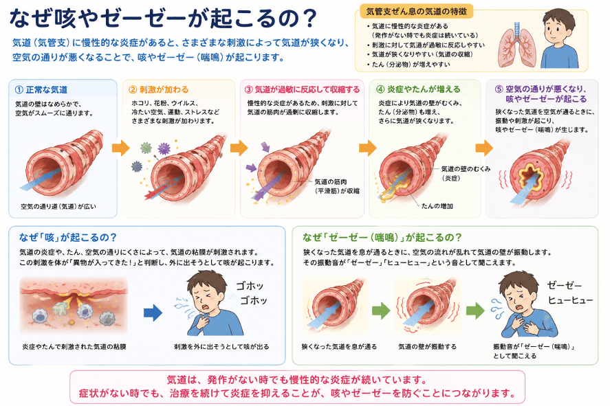 なぜ咳やゼーゼーが起こるの